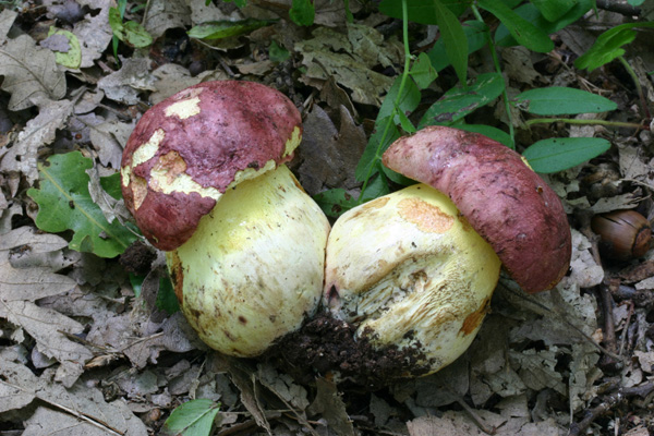 Trovati nella cerreta di Goriano Sicoli AQ 19.6.11